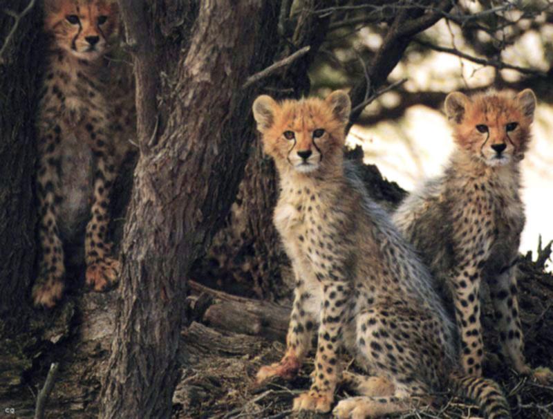 Wild African Cheetah wild cheetah